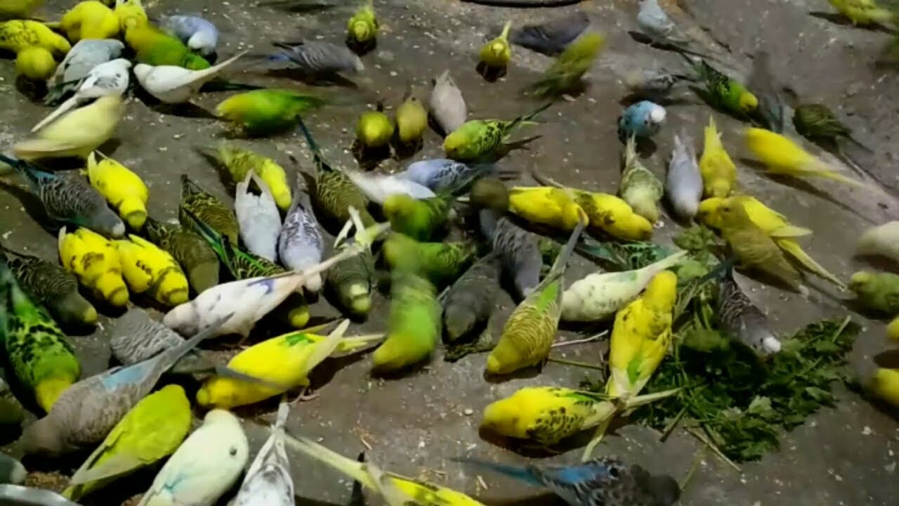 Budgies pe Apke Sawal aur Hamare Jawab