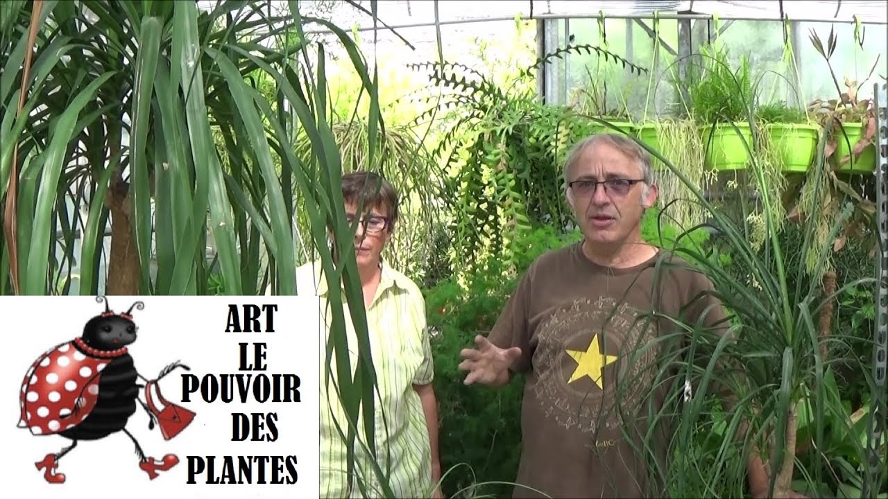 Conseils jardinage: beaucarnea: rempotage, l’entretien et l’arrosage: plante verte d'intérieur