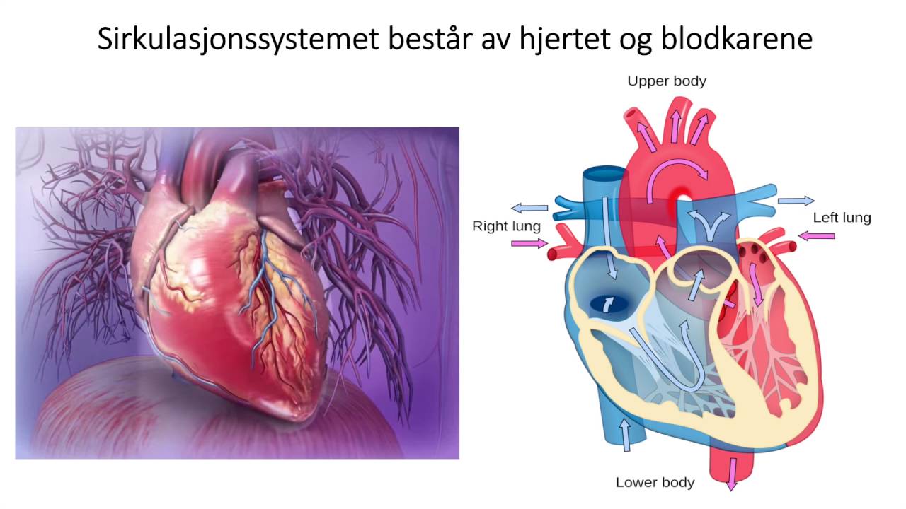 Sirkulasjonssystemet: Introduksjon