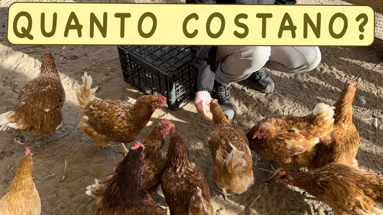 QUANTO COSTA ALLEVARE UNA GALLINA?