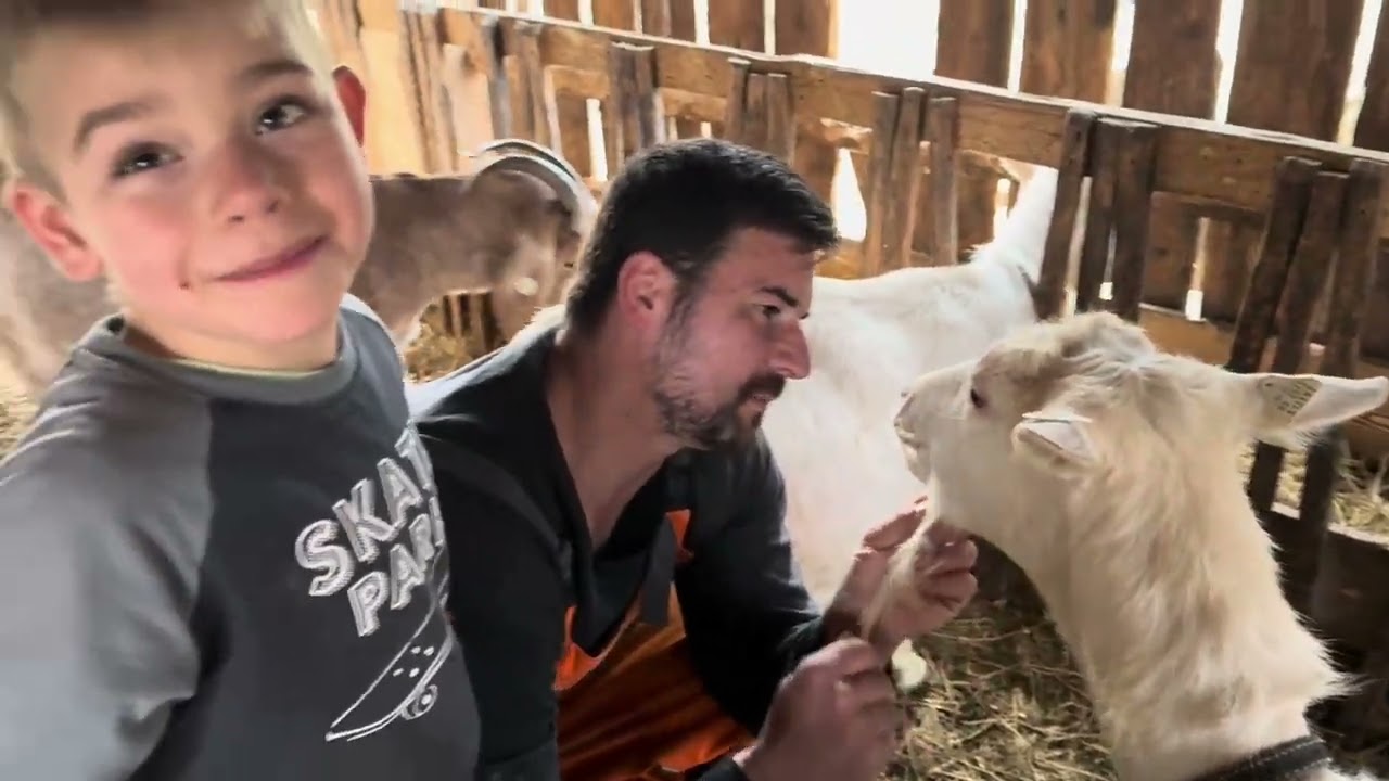 Начинается отёл коз — нужно следить за ними | Программа усиливается