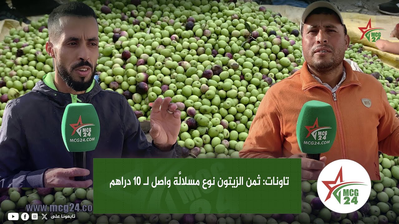تاونات:  ثمن الزيتون نوع مسلالَّة واصل لـ 10 دراهم