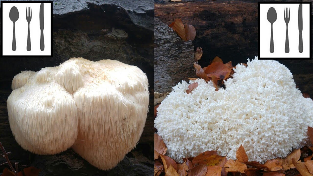 Por&oacute;wnanie: Sopl&oacute;wka jeżowata&nbsp;(Hericium erinaceus) vs. Sopl&oacute;wka bukowa&nbsp;(Hericium coralloides)