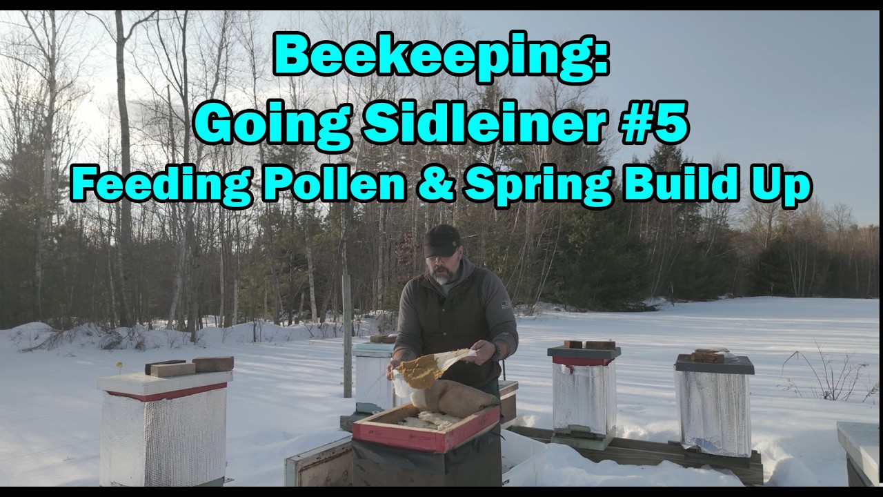 Beekeeping - Going Sideliner #5 - Feeding Pollen & Spring Build Up