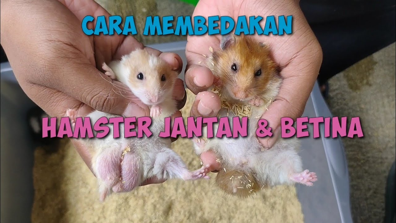 CARA MEMBEDAKAN HAMSTER JANTAN DAN BETINA
