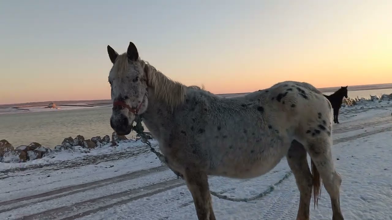 White horse 🐎 on white snow ❄️ / Белая лошадь 🐴 на белом снегу ❄️ #horse #horses