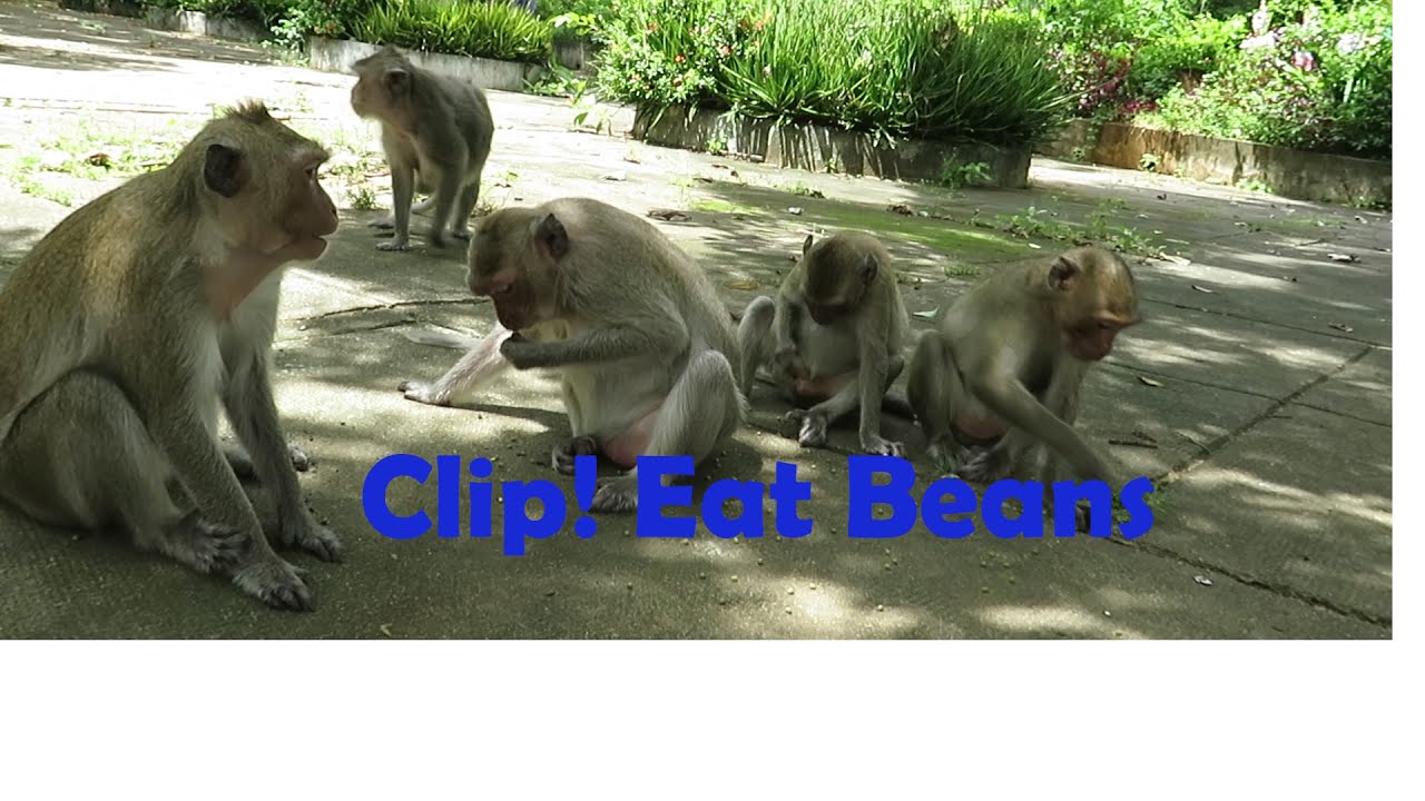 Many monkey eating beans at the evening,they are very hungry
