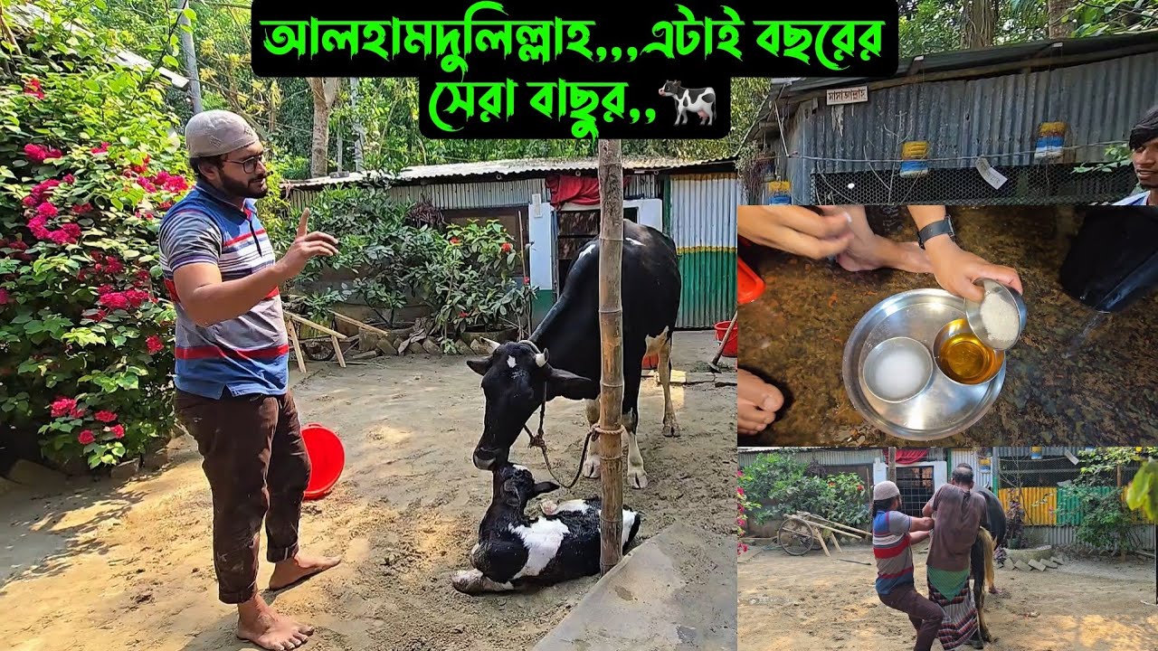 আলহামদুলিল্লাহ,,,এটাই বছরের সেরা বাছুর,,🐄