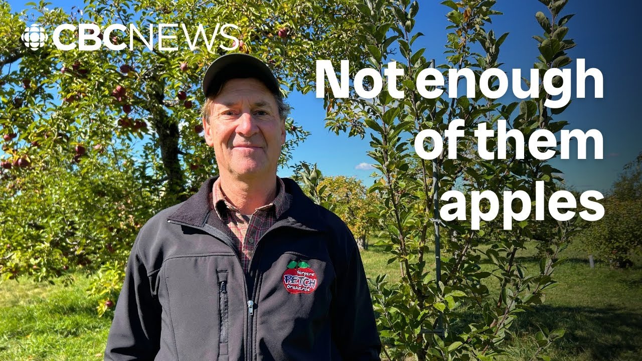 Why this year&rsquo;s apple season was less fruitful for some Quebec orchards
