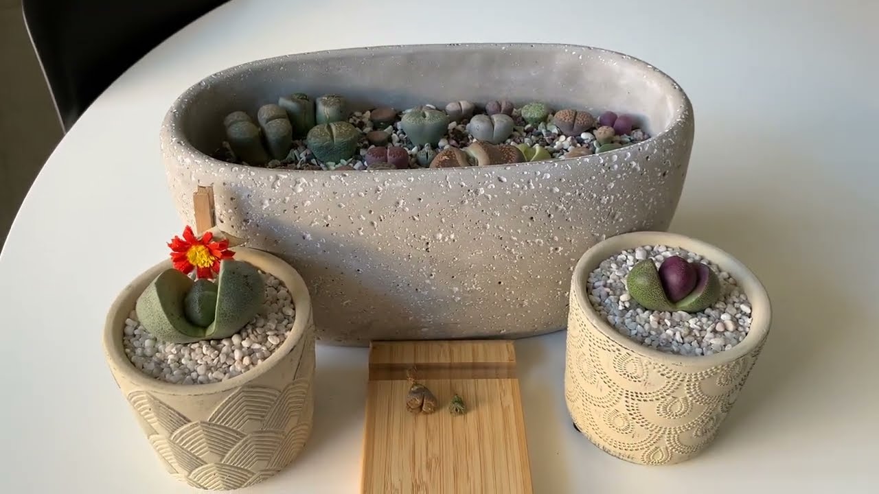 Литопсы/ Lithops. Я разгадала секрет литопса/ Плошка заиграла новыми красками. 02.02.2023