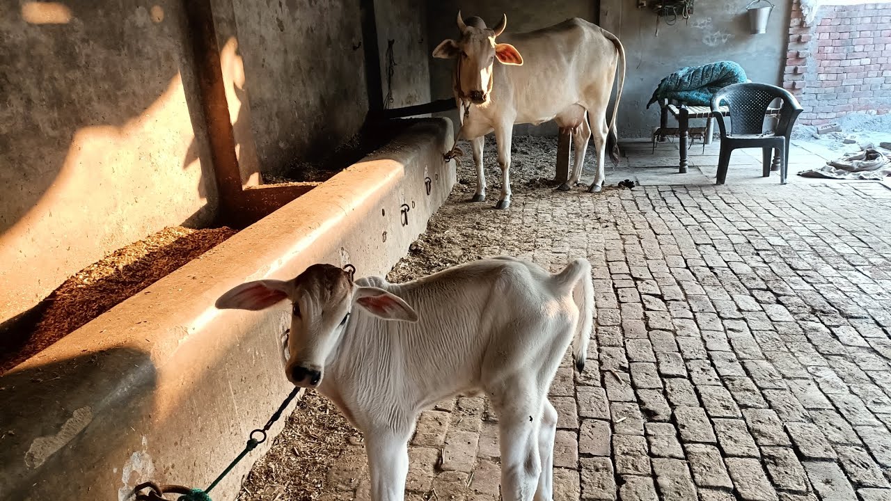 सुनील भाई काकोर खुर्द के पास है बहुत ही सुंदर गऊ माता।#Gau mata#Nasalsudhar#Agriculter
