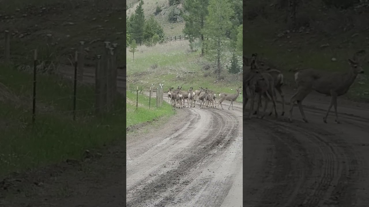 #montana ghost town has some guardians