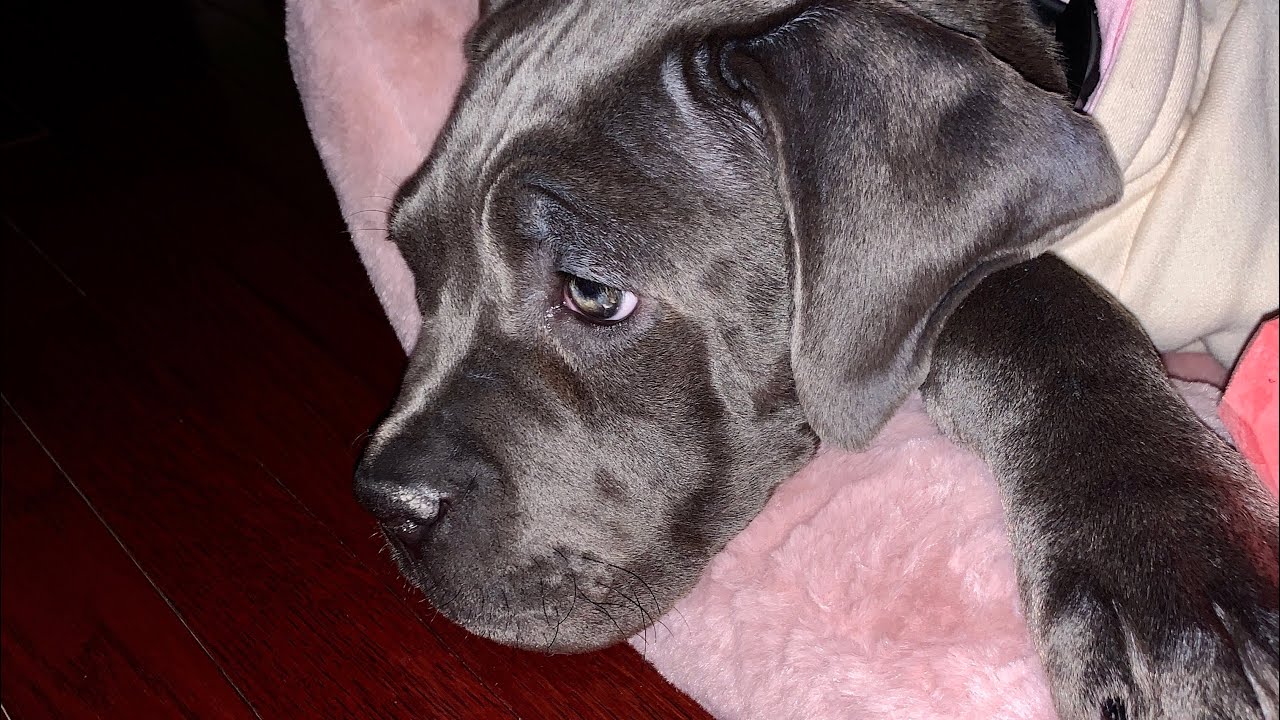 Baltimore’s First Bark Ever 🐶