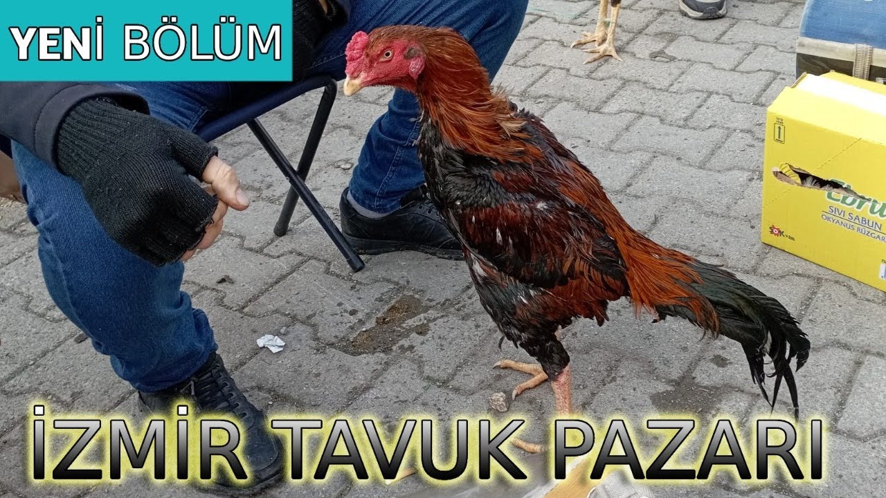 #izmir #tavuk  #pazarı  #video  #coloring #asmr  #relaxing   #asmrsounds   🐓🦃🐔🦆🐓