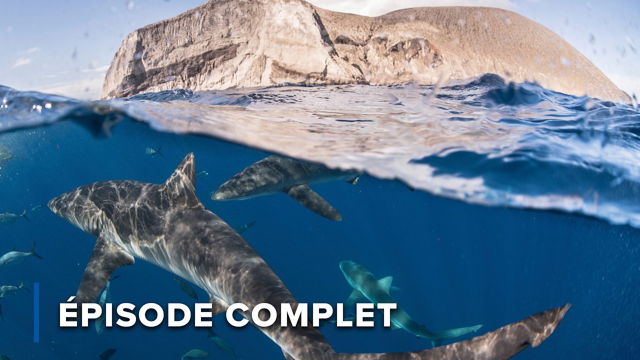Requins, mantas et prédateurs de l’océan | Le grand bleu sauvage 101+102