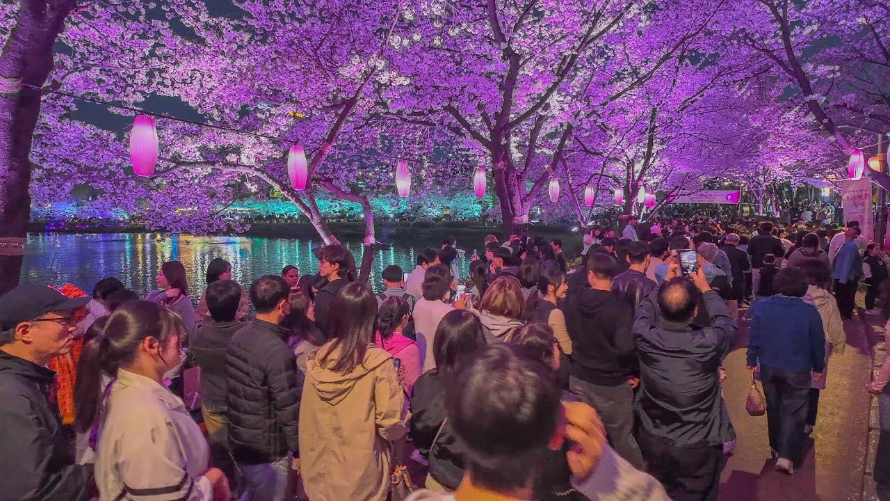 Seoul Cherry Blossoms at Night 🌸 | Seokchon Lake Cherry Blossom Festival Walk (4K)