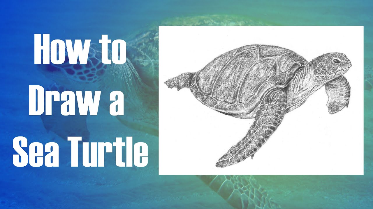 How to Draw a Sea Turtle Step by Step