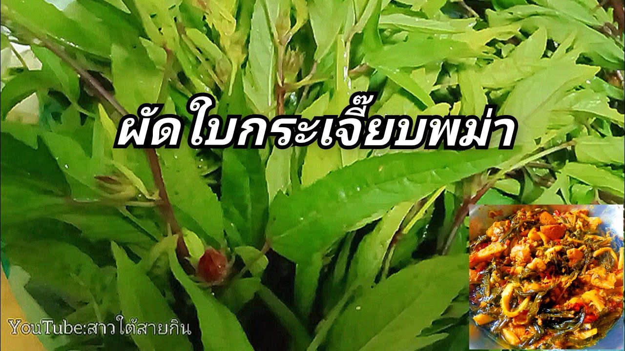 ผัดใบกระเจี๊ยบแบบพม่า เมนูใบกระเจี๊ยบ