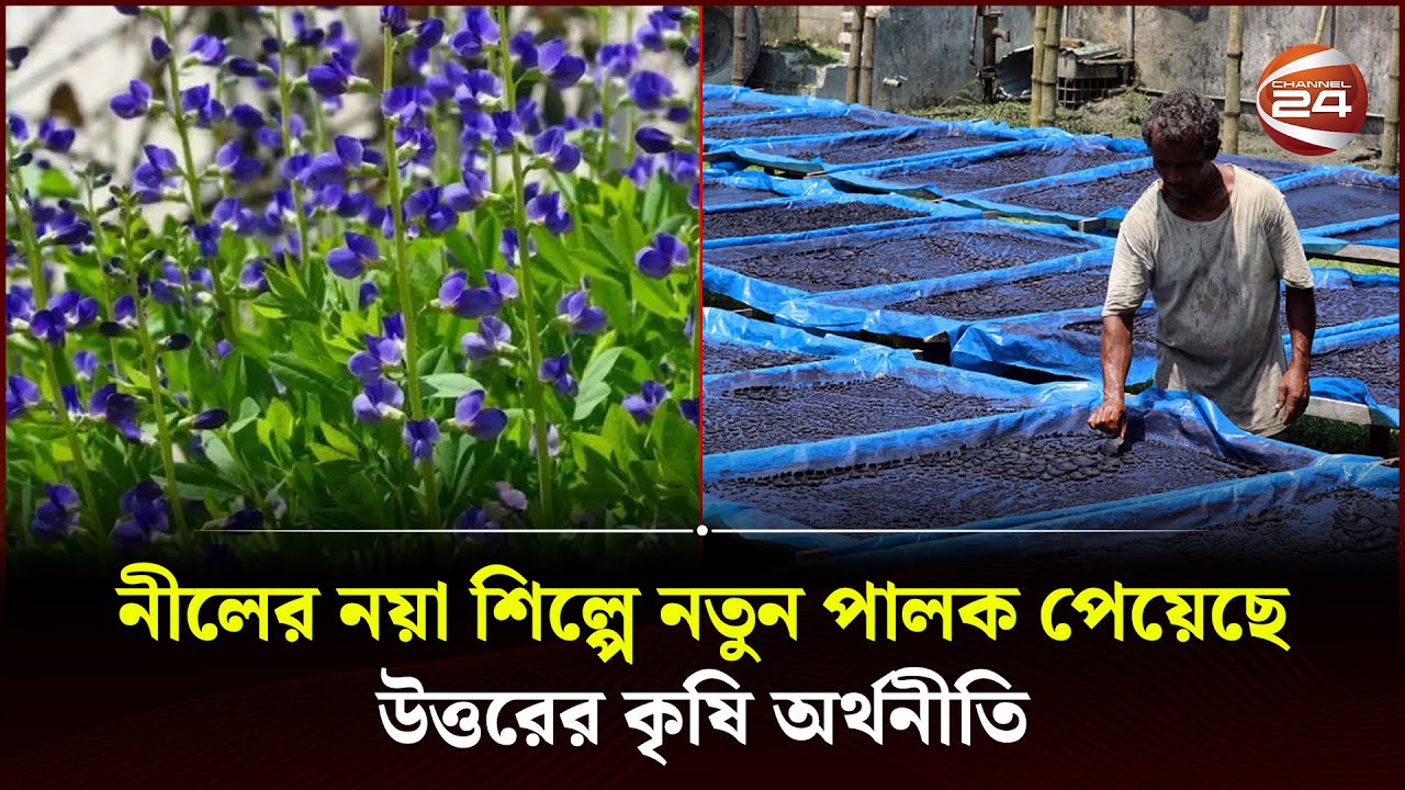 এই নীল দর্পণ আর্তনাদের নয়, সম্ভাবনাময় | Indigo Cultivation | Channel 24