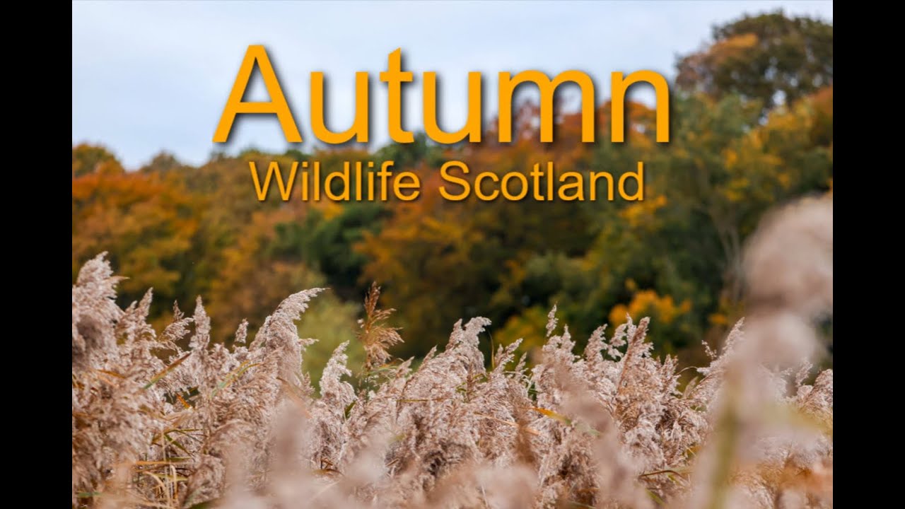 Autumn Wildlife in Scotland