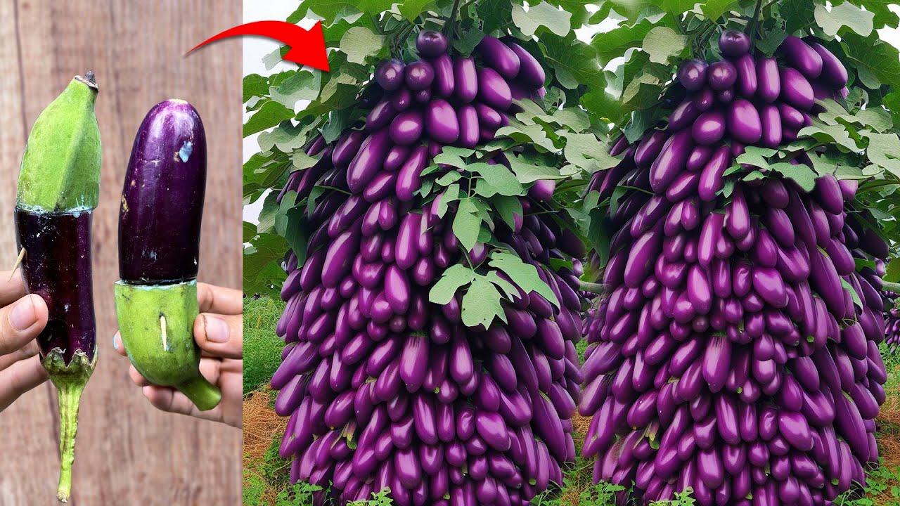 New technique of propagating banana tree from banana with eggplant fruit  Grafting Banana tree