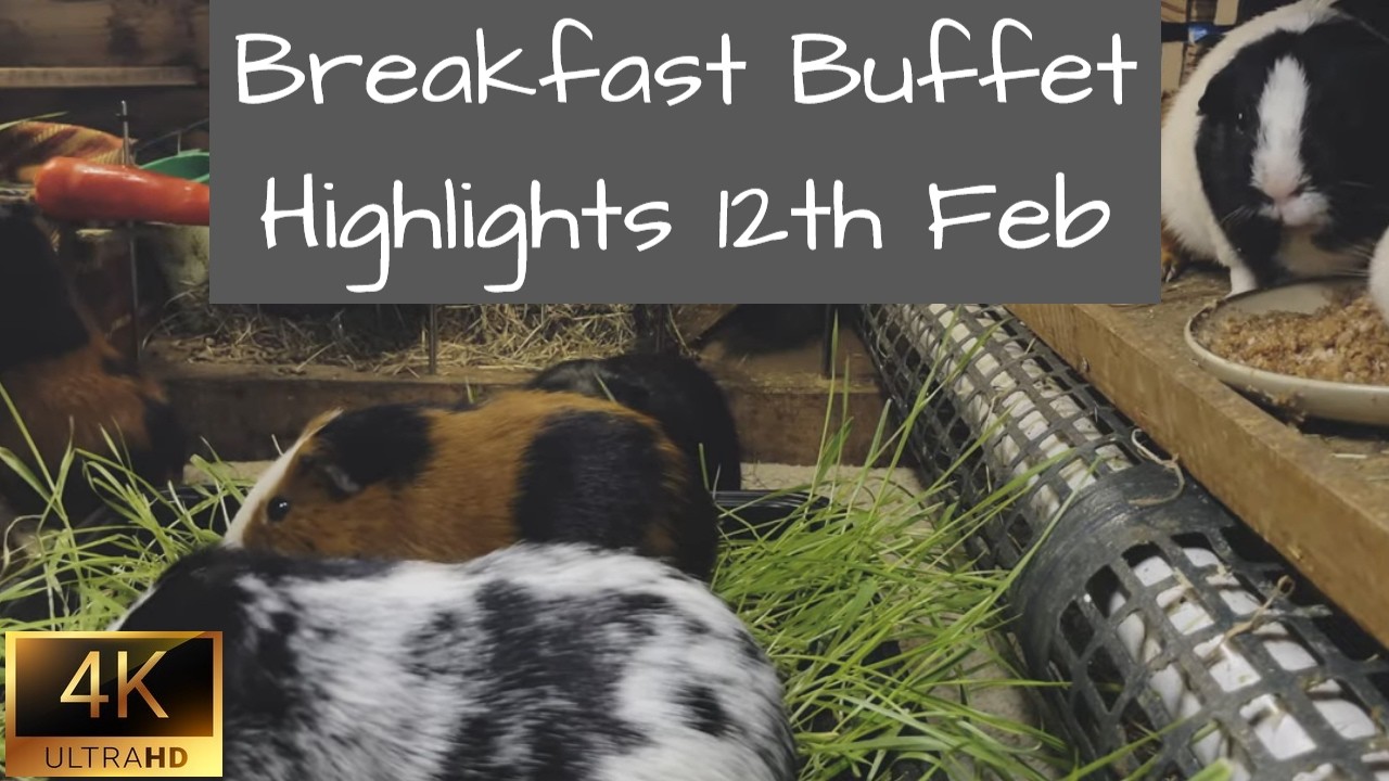 Guinea Pigs | Breakfast Buffet Highlights