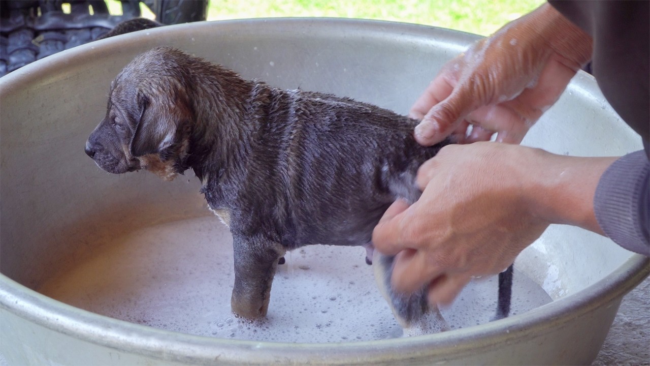 Baby Dog Bathing First Time After Rescued From Wost Condition