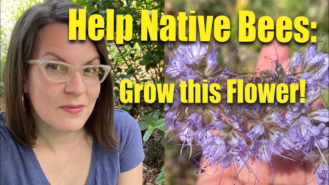 Help Native Bees: Plant this Easy-to-Grow Flower