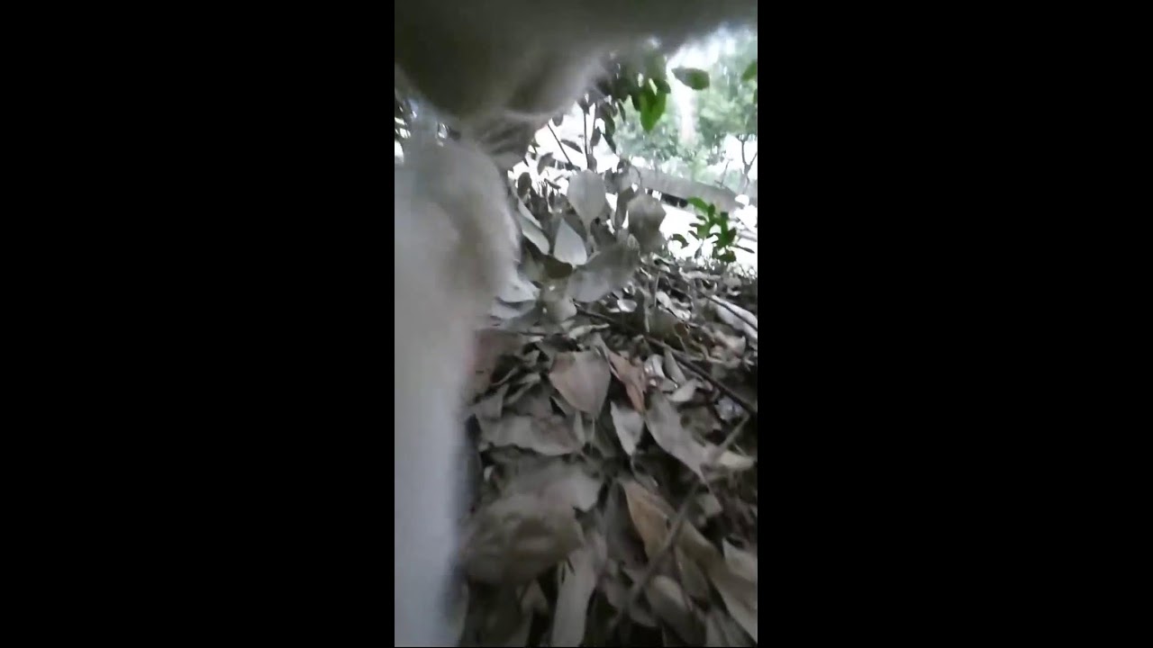 Cat Camera POV Live | Outdoor Cat Walk and Exploration
