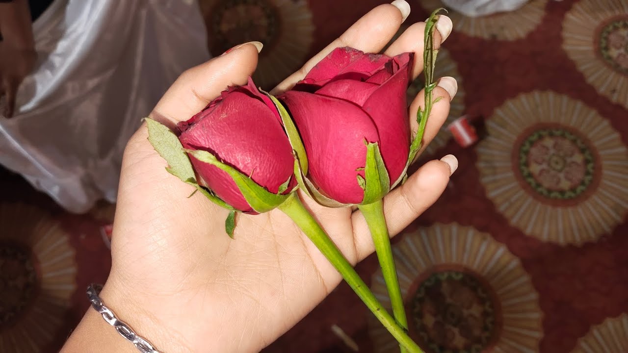 Aaj mujhe rose🌹bear🐻aur polar bears🐻‍❄️mile....