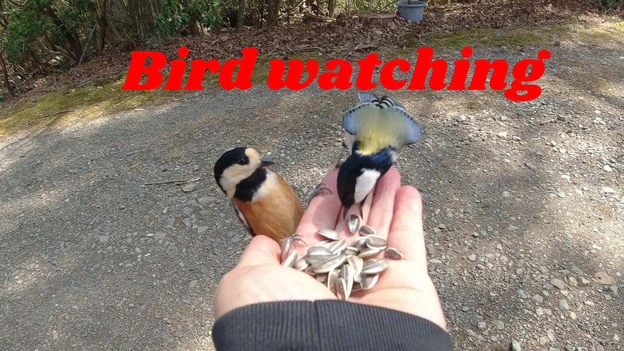 手乗り・人懐っこい・餌付け・ヤマガラ・シジュウカラ・Bird watching・野鳥観察その２・バードウォッチング・手から給餌・Friendly Varied Tit