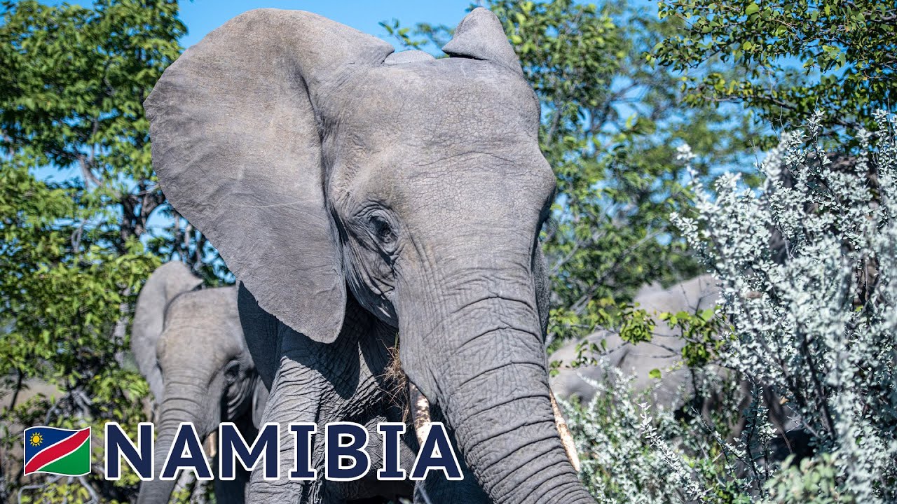 🇳🇦 Namibia: Discover Etosha National Park Day 3