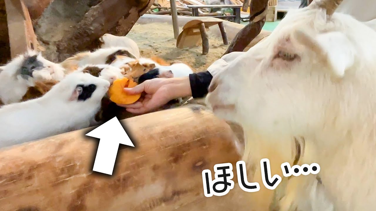 美味しそうなエサをもらっているモルモットの輪に入りたいヤギ