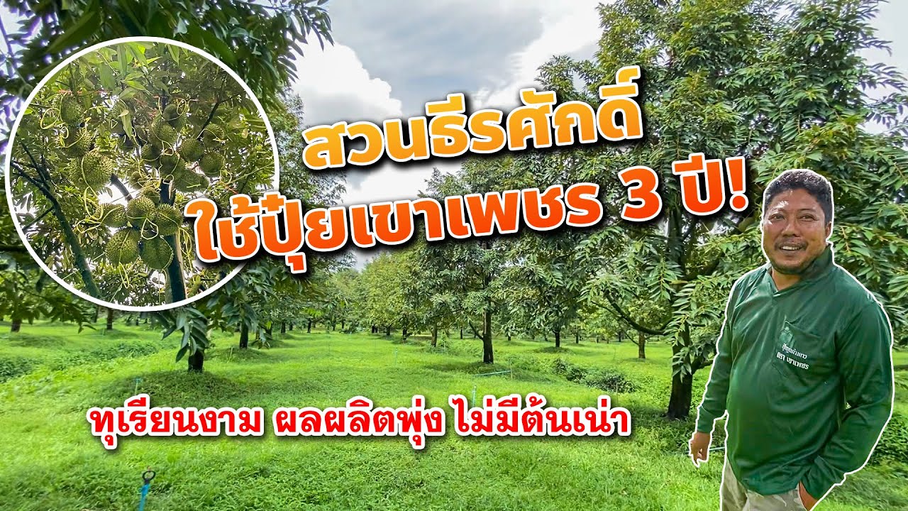 สวนธีรศักดิ์ ใช้ปุ๋ยเขาเพชร 3 ปี! ทุเรียนงาม ผลผลิตพุ่ง ไม่มีต้นเน่า ใบไหม้! ช่วงผล 70 วัน