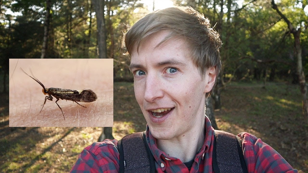 Nachtvlinder vlog - Overal rupsen!