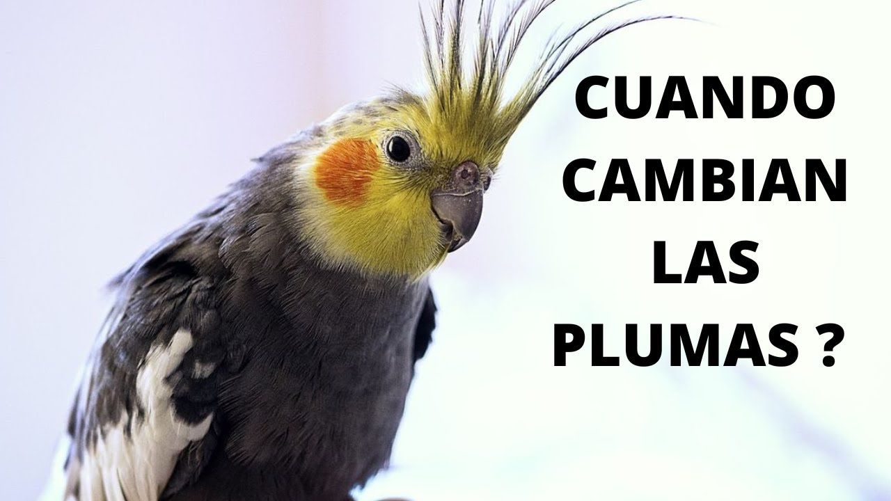 Ninfas,  Carolinas la muda de plumas o cambio de plumas