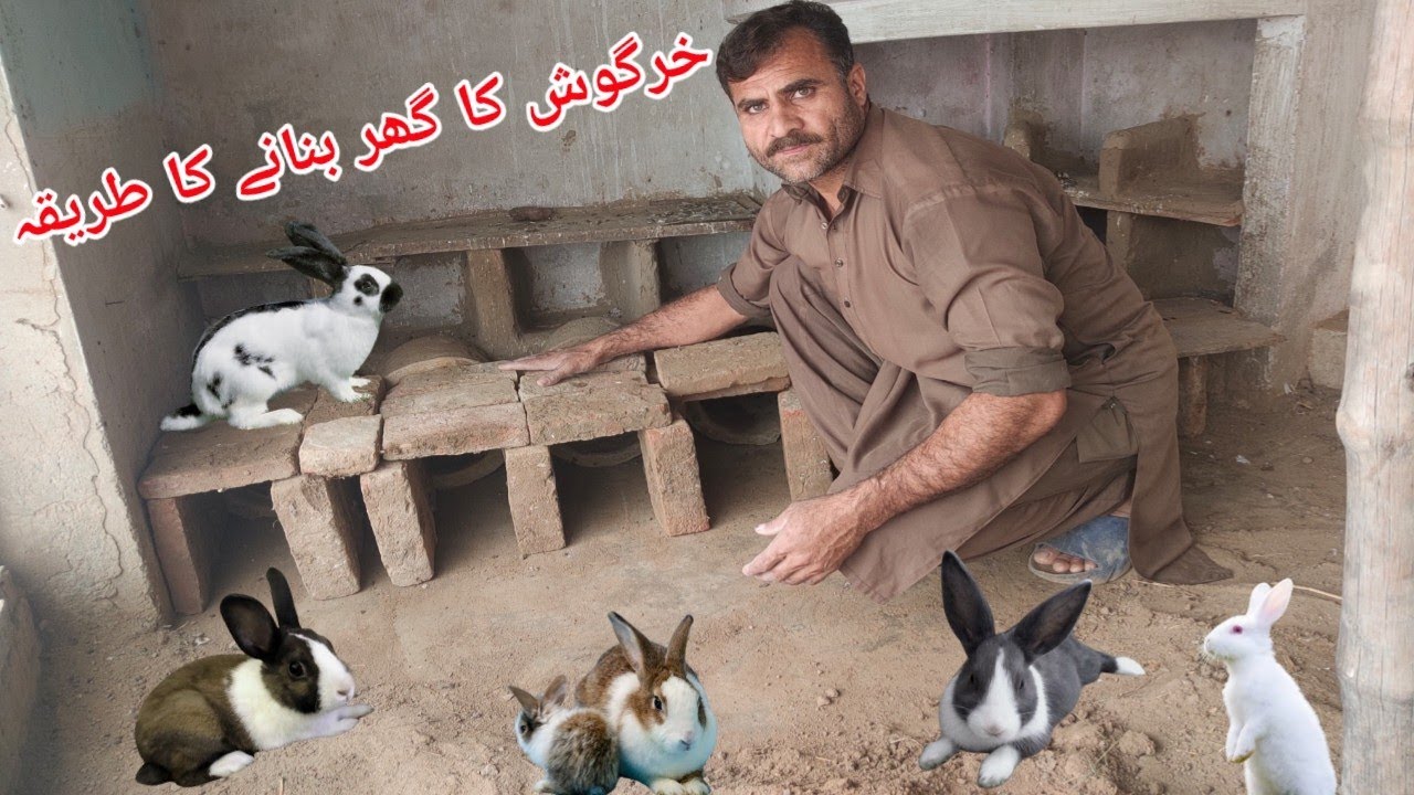 khargoosh Ka gar bnanne Ka triqa. Part 1 .🏠🐇/ How to make a rabbit house🏡🐇🏠۔