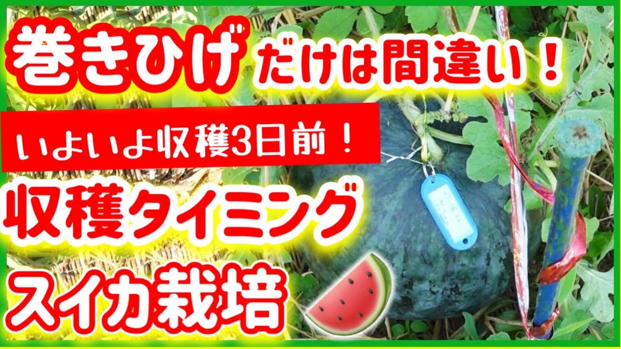 【スイカ栽培】収穫のベストなタイミング！！「巻きひげ」だけではダメです！！　～みどりふぉLABO そばの庭～