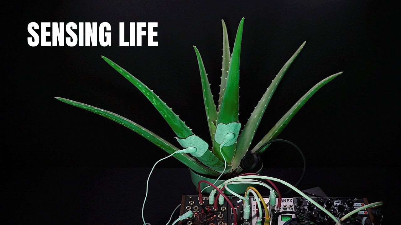 Aloe Vera Sound | A Living Practice of Presence