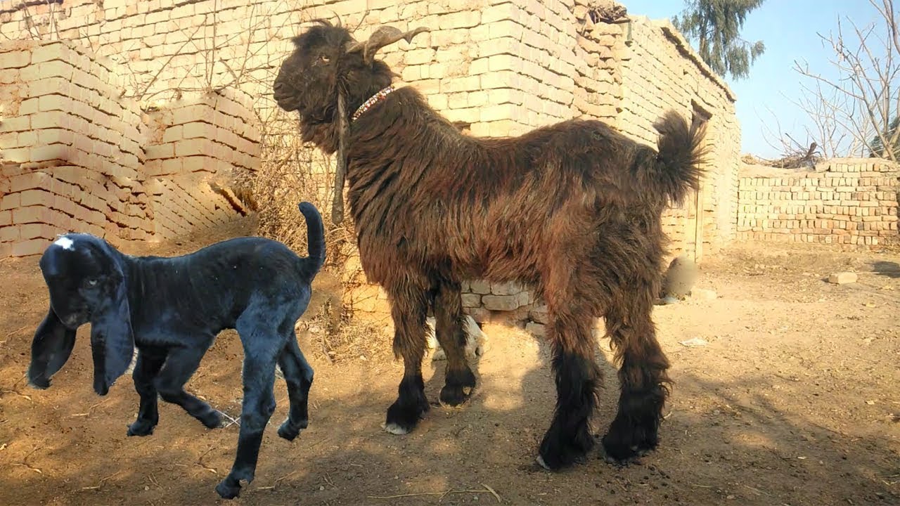 25 Litre Milk Producing DDP Breed Goat Complete Documentary - Lamochar Bakri Baby goats