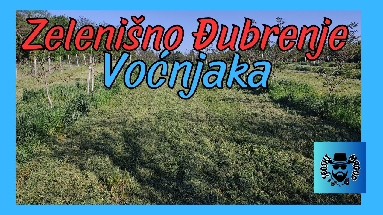 Zelenišno đubrenje u voćnjaku bez obrade zemljišta #seoskimrgud
