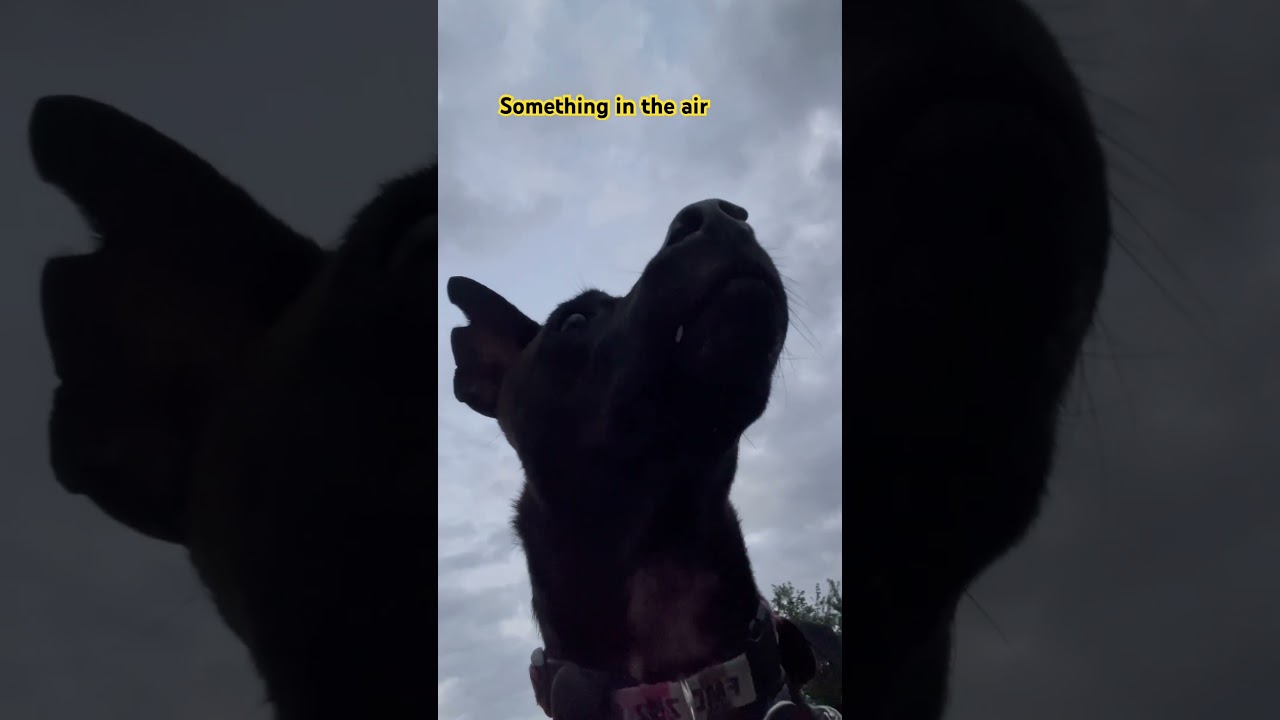 In the air, 😳🫣😳😅, Taiwan dog, Formosan Mountain Dog, FMD, 台灣犬 土狗