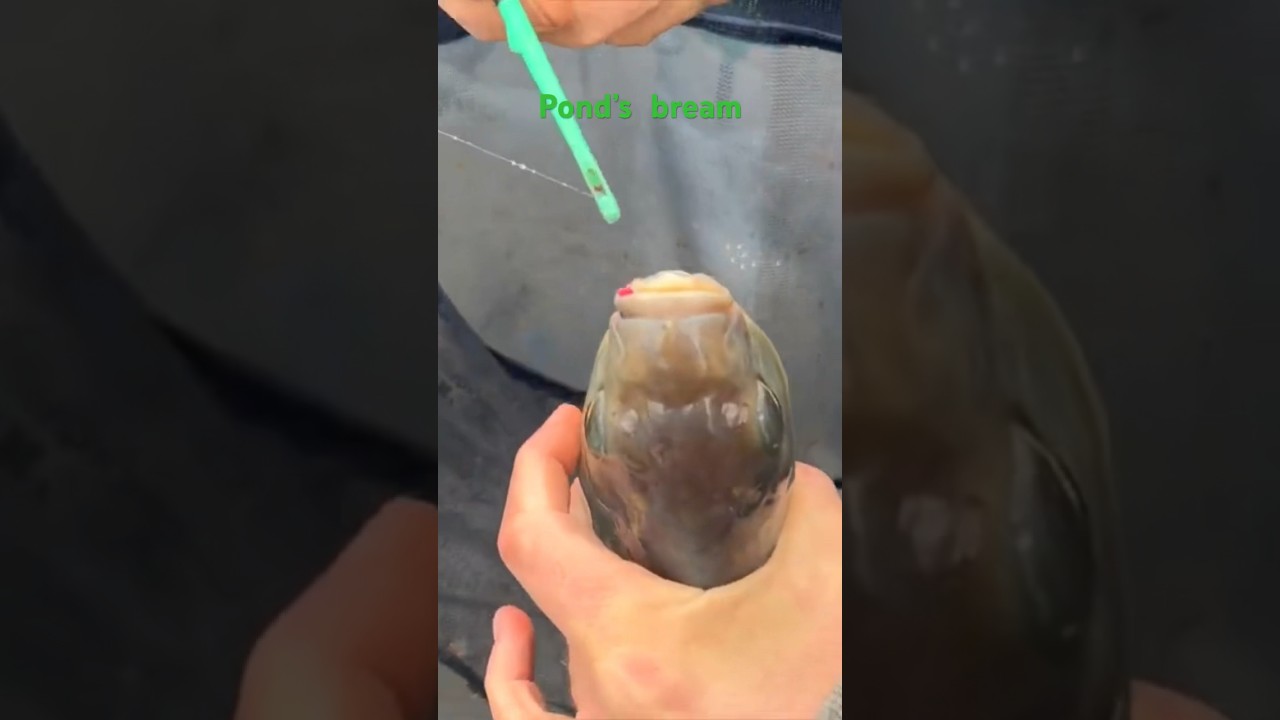 Br&egrave;me des Ch&egrave;res (69) au coup  #p&ecirc;che #feeder  #breamfishing
