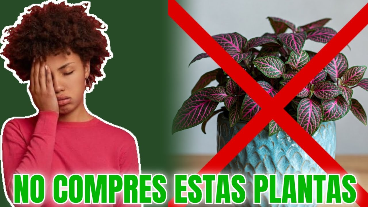 Las 5 peores plantas para principiantes (difíciles de cuidar)