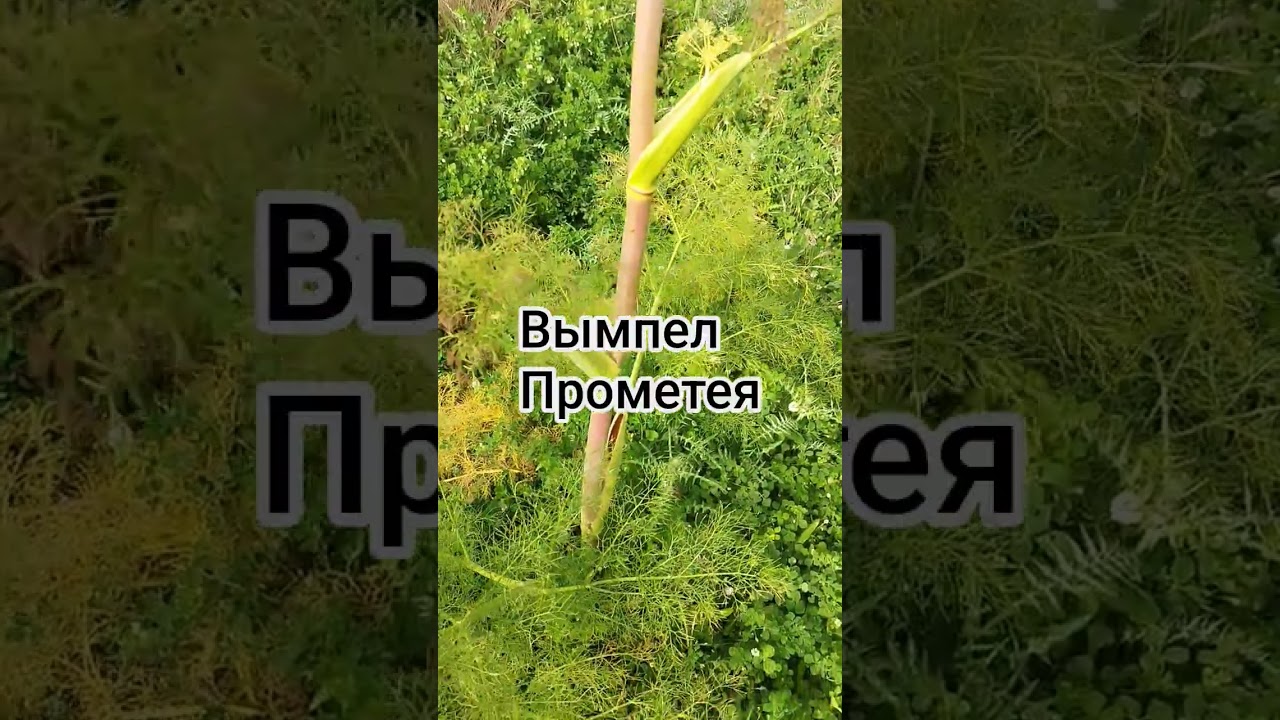 Вымпел Прометея