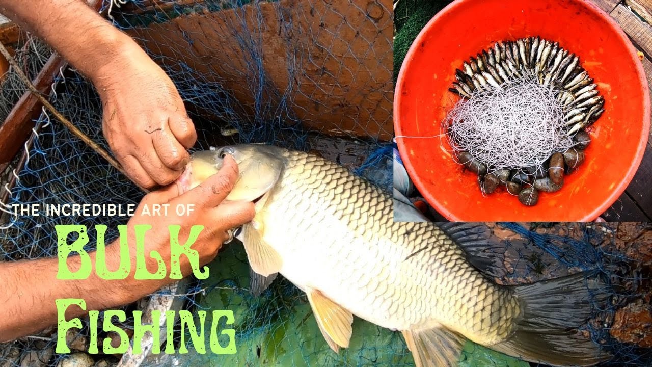 How to catch a 100 fish in One GO. Bulk Fishing #BulkFishing #MassFishing #FishingLife #BigCatch