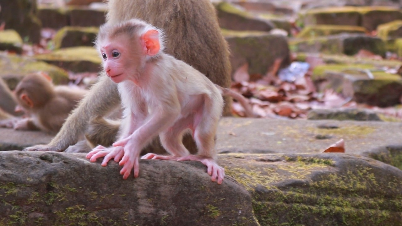 Amazing Cute Baby Levy Joyful Hopping Around