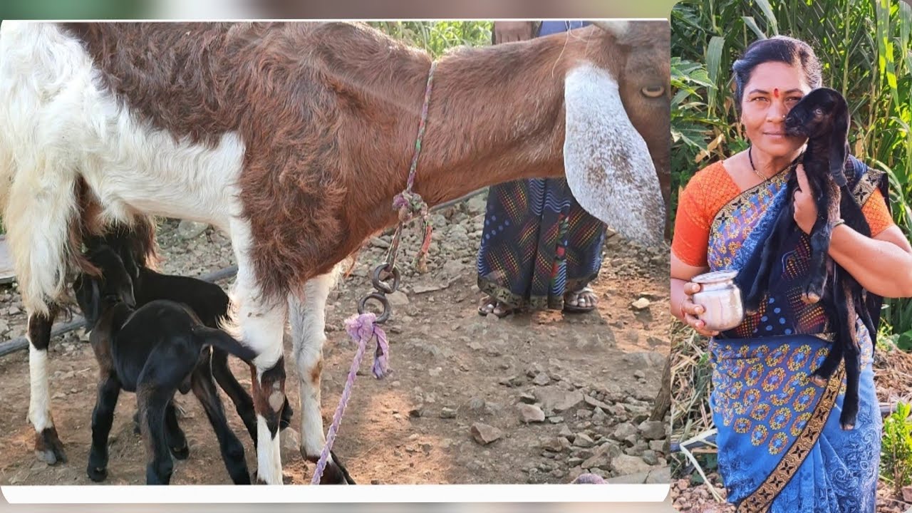 Morning routing and goat milking | Village life | Apli sheti shivar |