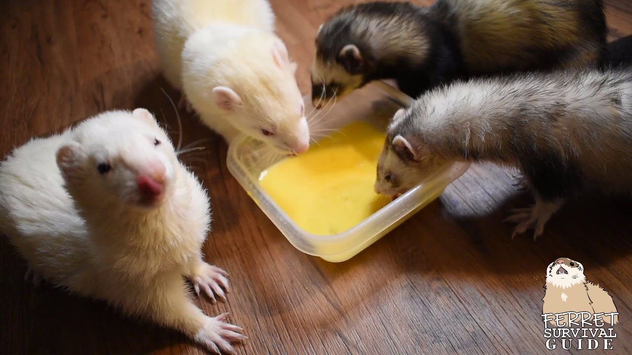 Ferret Care Basics - Eggs