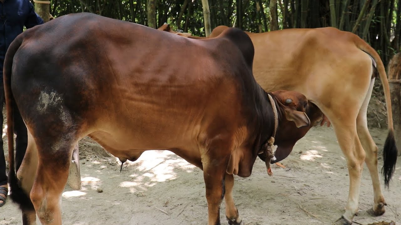 বড় ষাড় গরু এখনো মায়ের দুধ খায়!ষাড় বাচ্চাসহ দেশি জাতের গাভী বিক্রি করা হবে।